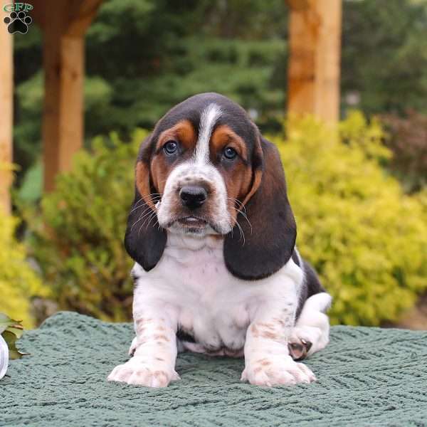 Prince, Basset Hound Puppy